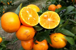 柑橘白纹羽病如何防治