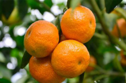 柑橘幼苗管理的实施方案