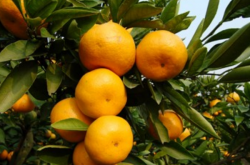 种植柑橘风险大吗