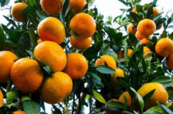 柑橘种植要求