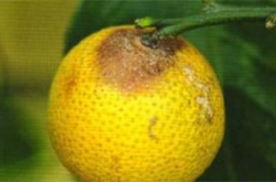 柑橘地腐病病菌