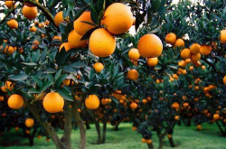种植夏橙柑橘还有前景吗