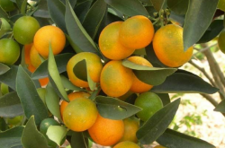 柑橘无病苗繁育