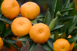晚熟柑橘保果种植技术