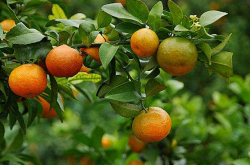 柑橘在着色期如何施肥
