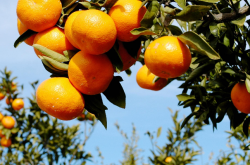 柑橘第三年如何施肥