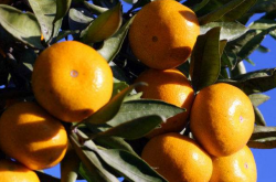 柑橘黄龙病及病发区