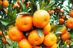 非洲柑橘黄龙病