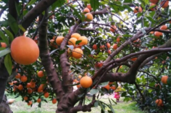 柑橘种植的经济效益