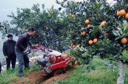柑橘种植用肥技术