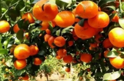 柑橘疮痂病菌怎样防治？