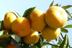 柑橘轮斑病的防治方法