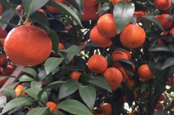 广西柑橘在未来几年的发展形势