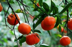 宽皮柑橘的主要种类