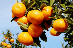 柑橘种植技术和管理