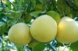 红蜜柚和白蜜柚的种植技术