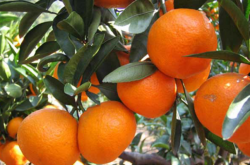柑橘苗木购买注意事项