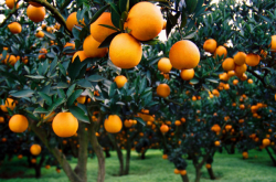 未来种植柑橘市场如何
