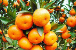 柑橘苗冬季的管理技术