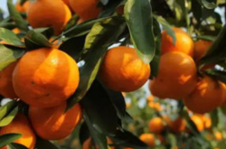 柑橘结果母枝的培养技术