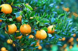 柑橘黄龙病综合防治措施