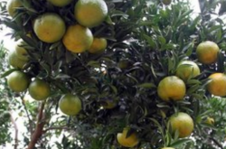 种植柑橘效益分析