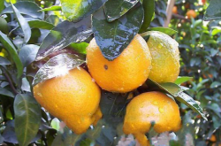 柑橘幼苗溃疡病怎么治？