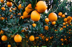 柑橘树脂病用药