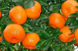 柑橘苗黄叶是怎么回事？
