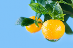柑橘脂点黄斑病可以清除吗