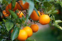 柑橘施肥错误方法