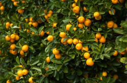 柑橘沙皮病最佳治疗