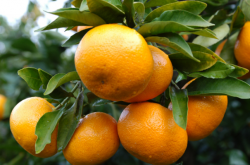柑橘树磷肥的施肥最佳时期