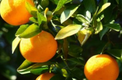 什么是柑橘小叶病