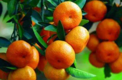 金柑橘种植效益怎么样