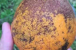 柑橘树根黄梢病如何治疗？
