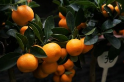 柑橘黄龙病有治吗