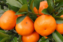 柑橘黄龙病发病原因