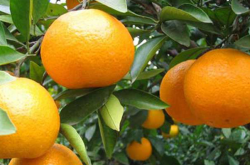 小柑橘树施肥技术