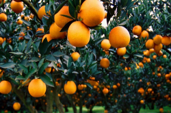 柑橘卷叶子病的防治