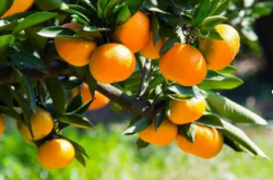 柑橘的施肥管理及用量