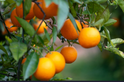 推广种植柑橘的好处