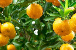 柑橘黄龙病的化学防治方法