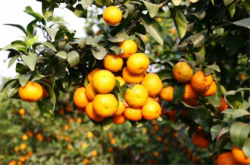 冬天柑橘施肥方法