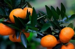 晚熟柑橘在上色增甜期的管理工作