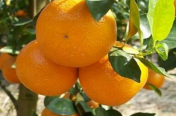 优质柑橘的品种有哪些