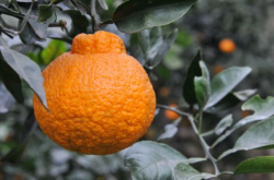 不知火柑橘种植条件