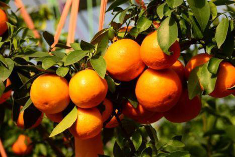 种植红美人柑橘施肥管理必须掌握的技巧
