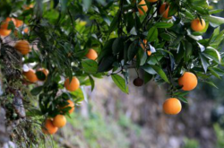 柑橘施肥和农药技术