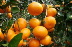 柑橘种植的土壤管理